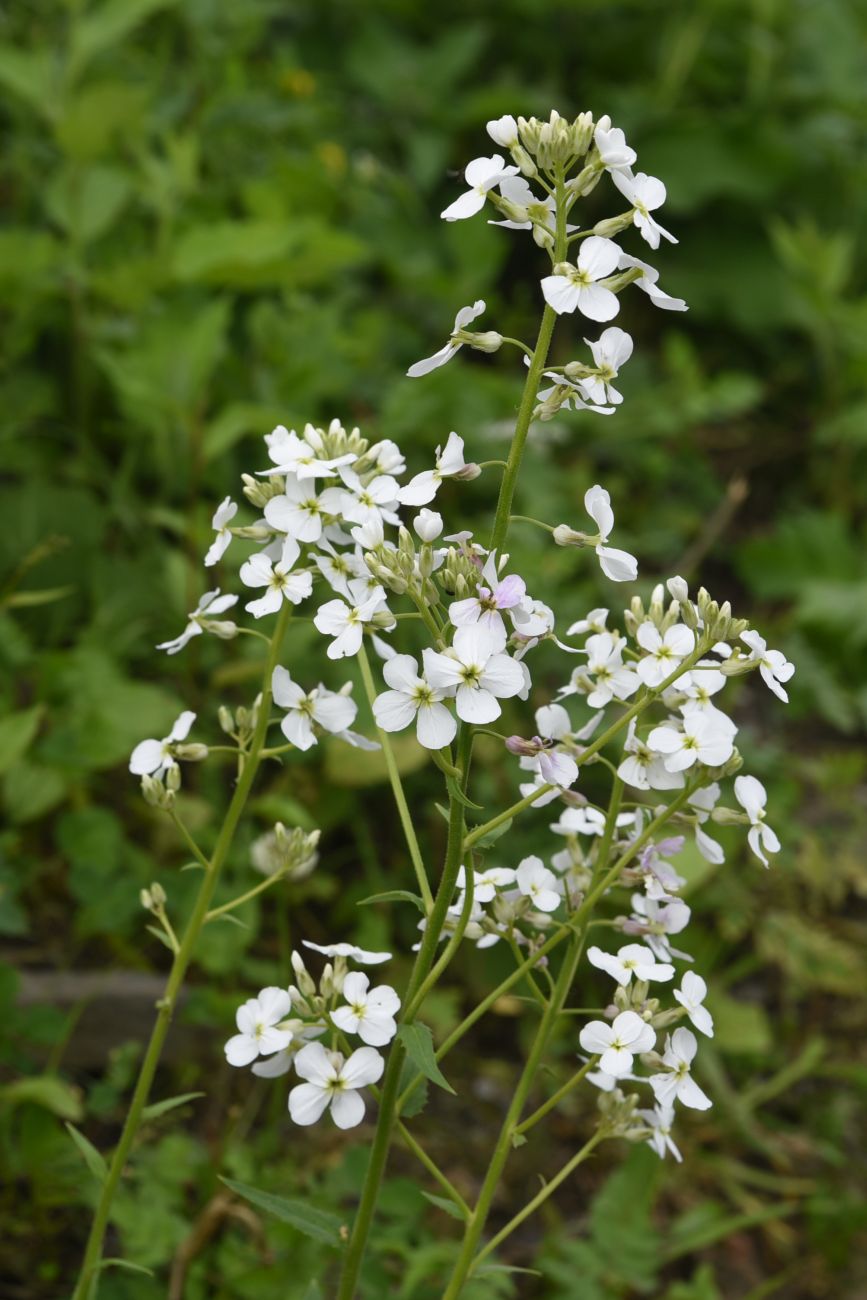 Image of Hesperis voronovii specimen.