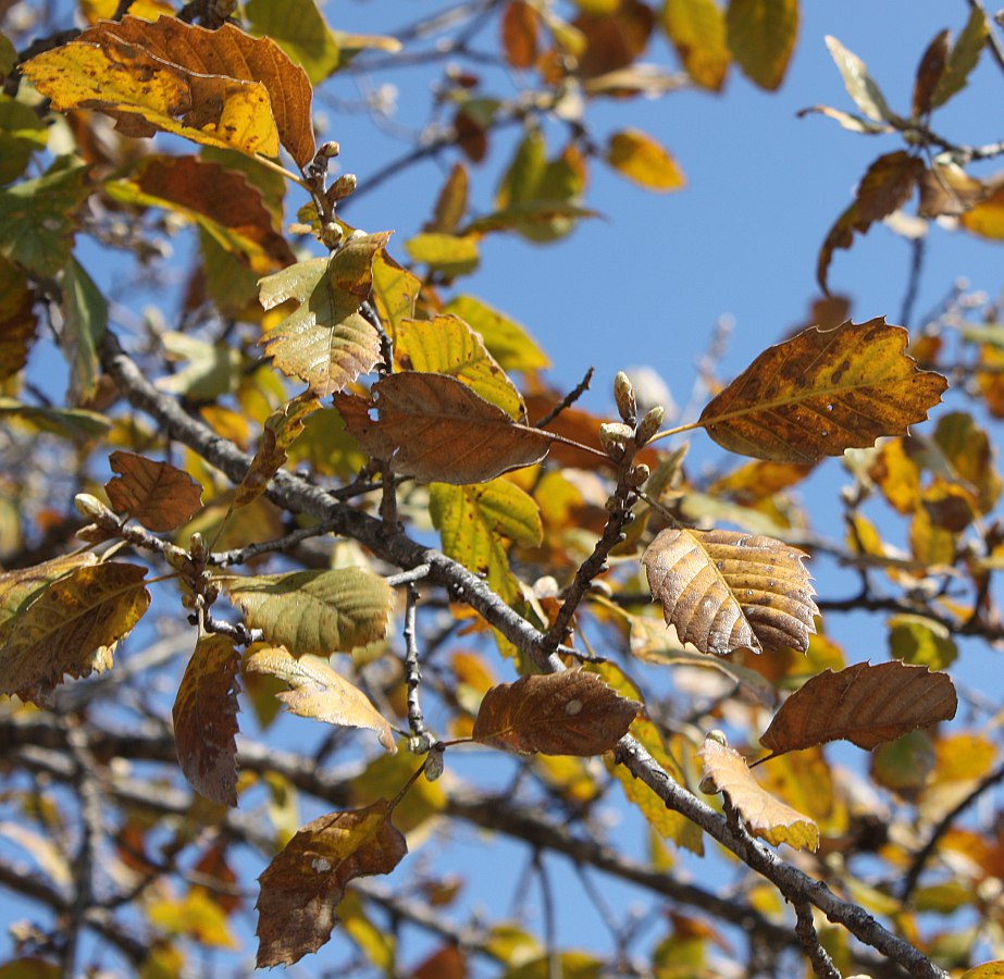 Изображение особи Quercus ithaburensis.