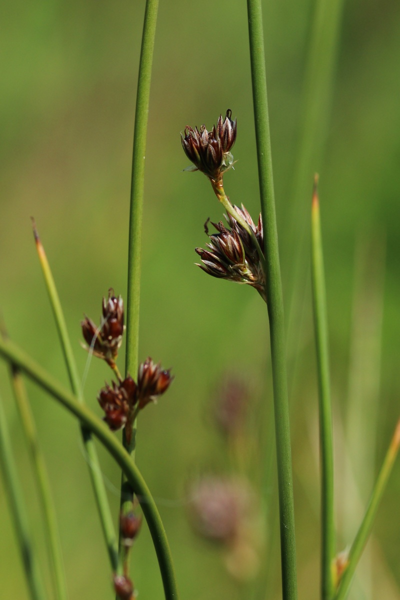 Изображение особи Juncus &times; inundatus.