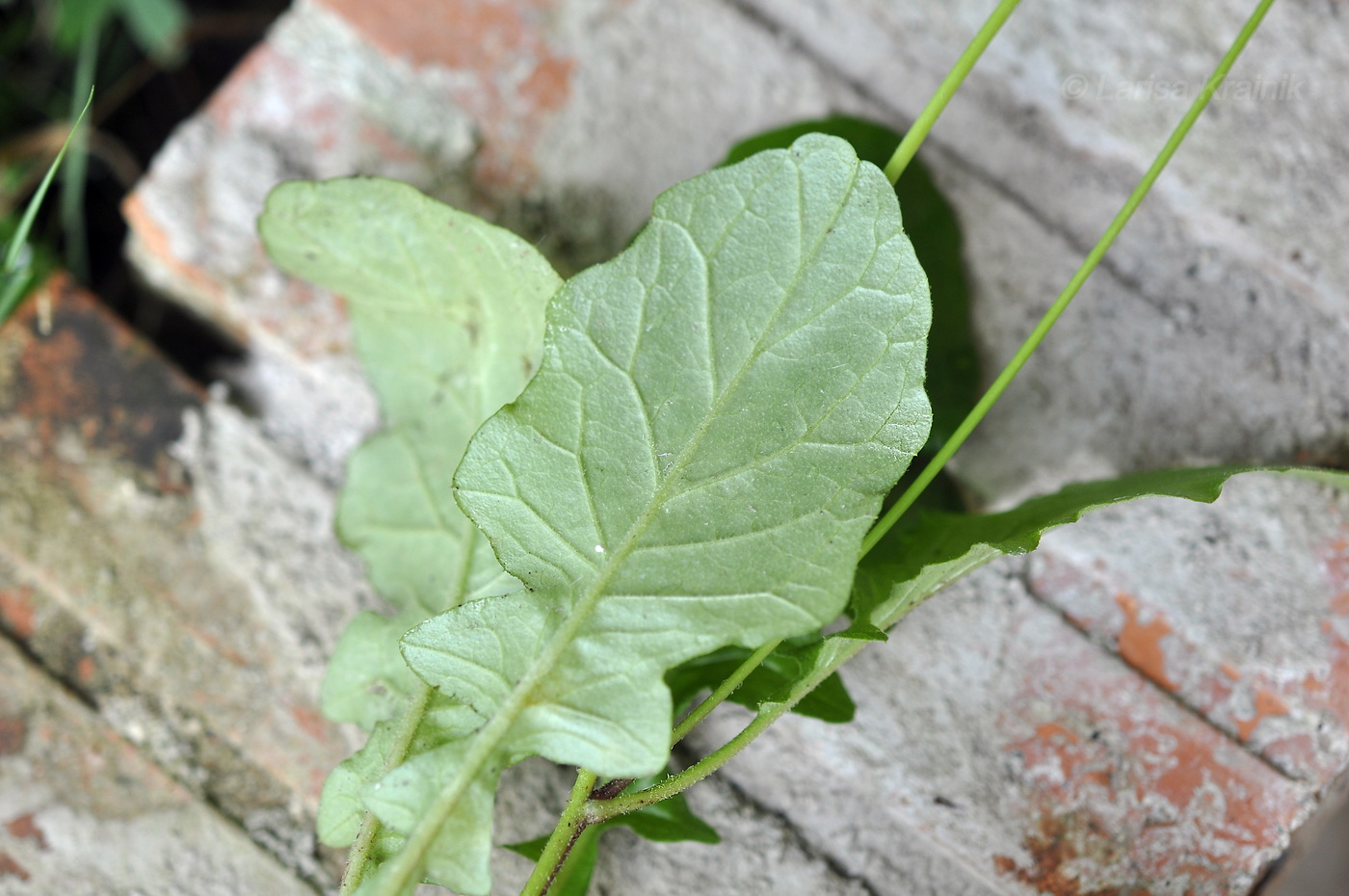 Изображение особи Youngia japonica.