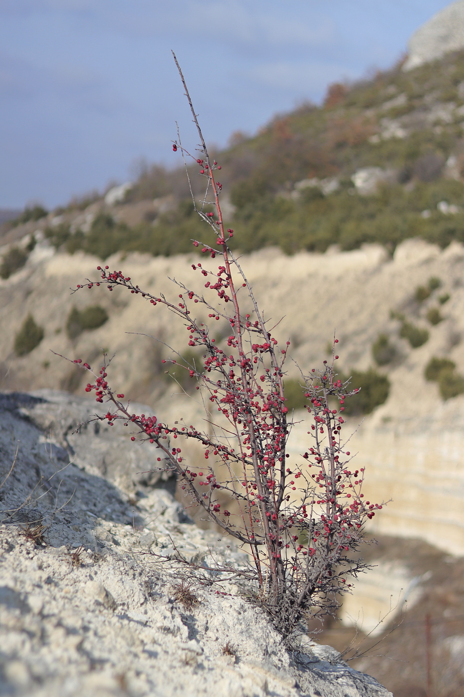 Image of Cotoneaster tauricus specimen.