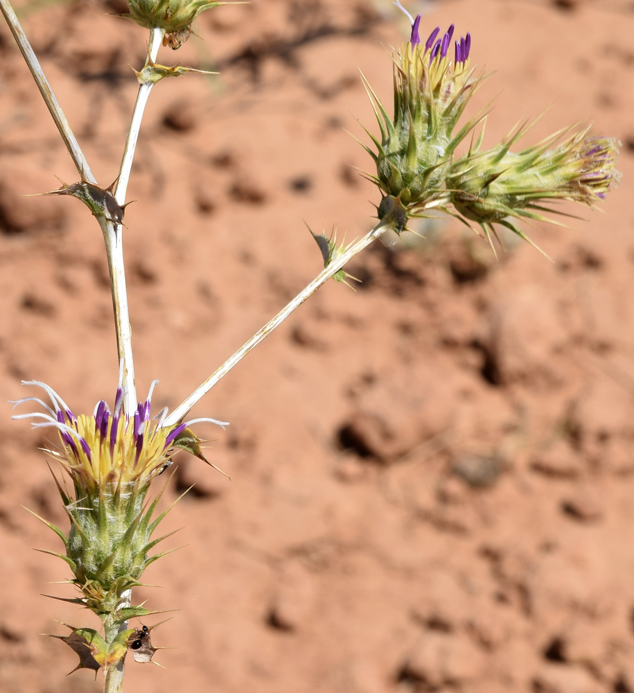 Image of Cousinia vicaria specimen.