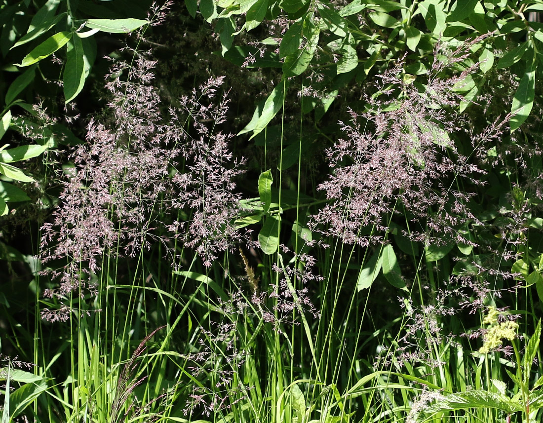 Image of genus Calamagrostis specimen.