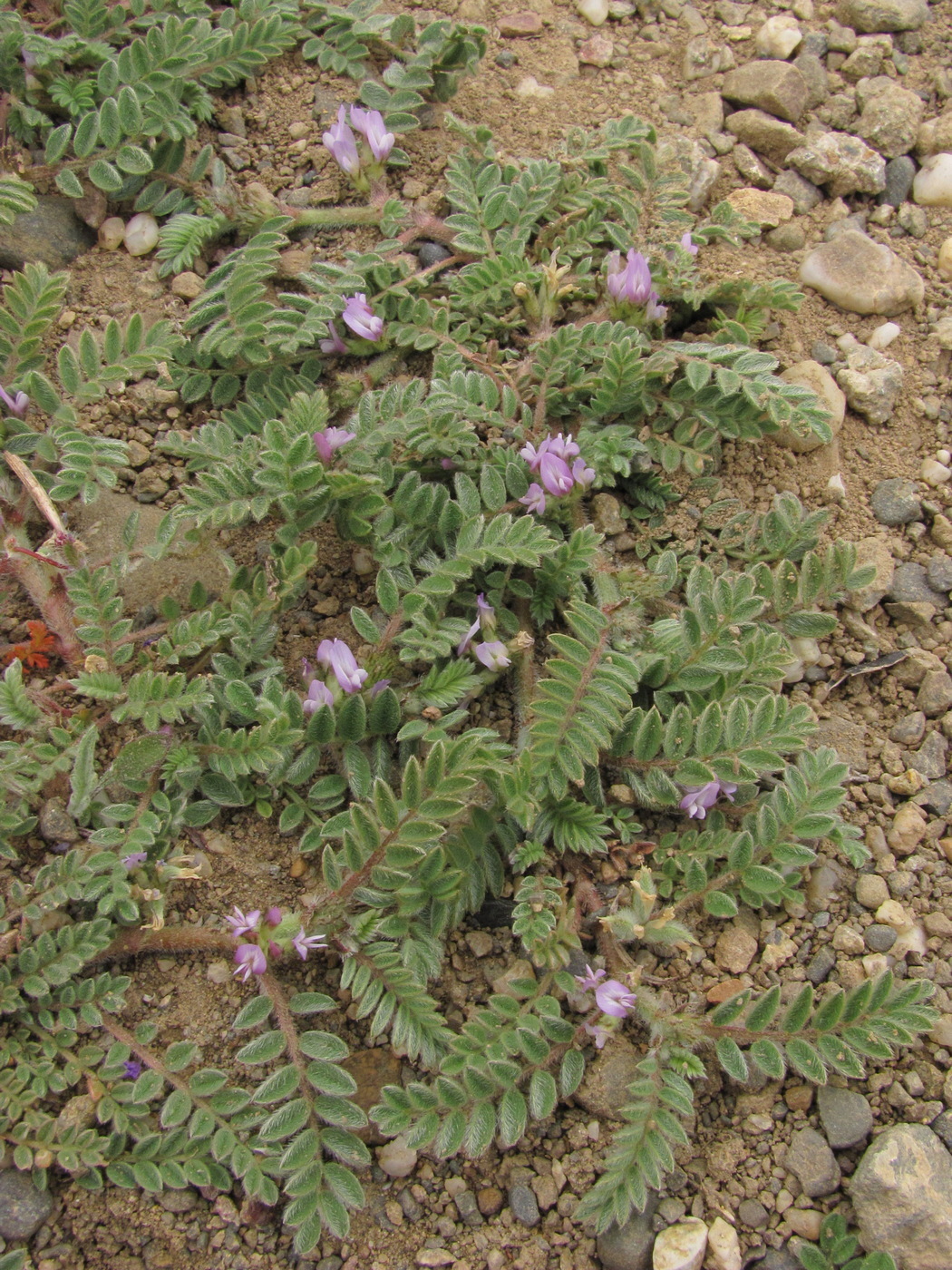 Image of Astragalus sinaicus specimen.