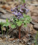 Corydalis solida