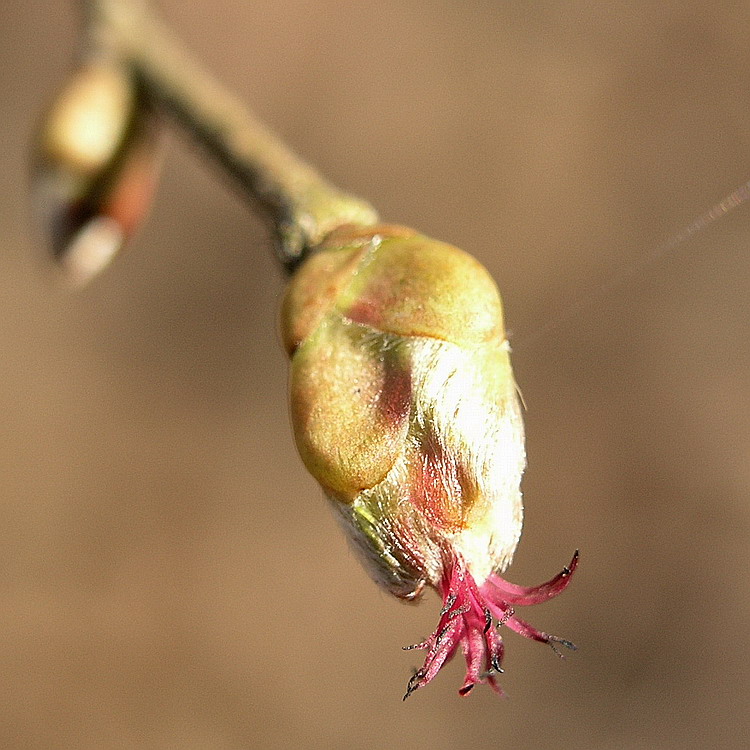 Изображение особи Corylus avellana.