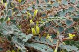 View full-size image genus Astragalus