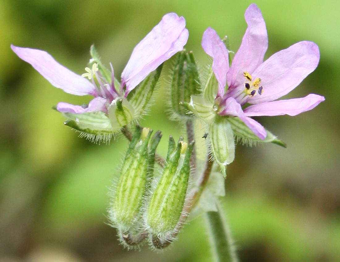 Изображение особи Erodium moschatum.