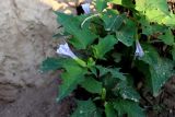 View full-size image Datura stramonium variety tatula