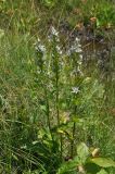 View full-size image Swertia iberica