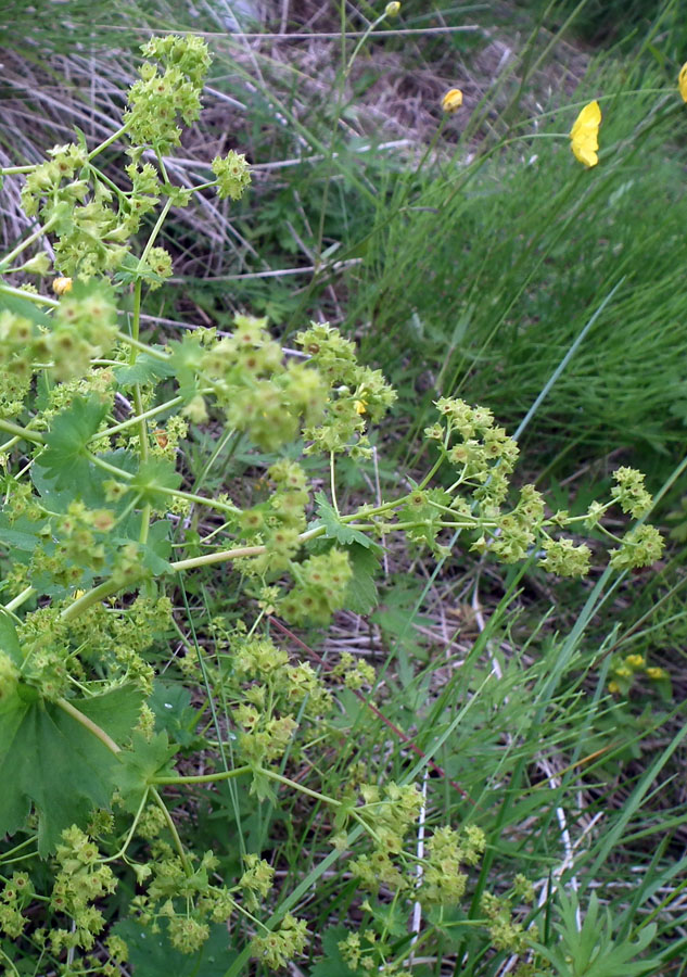 Изображение особи род Alchemilla.