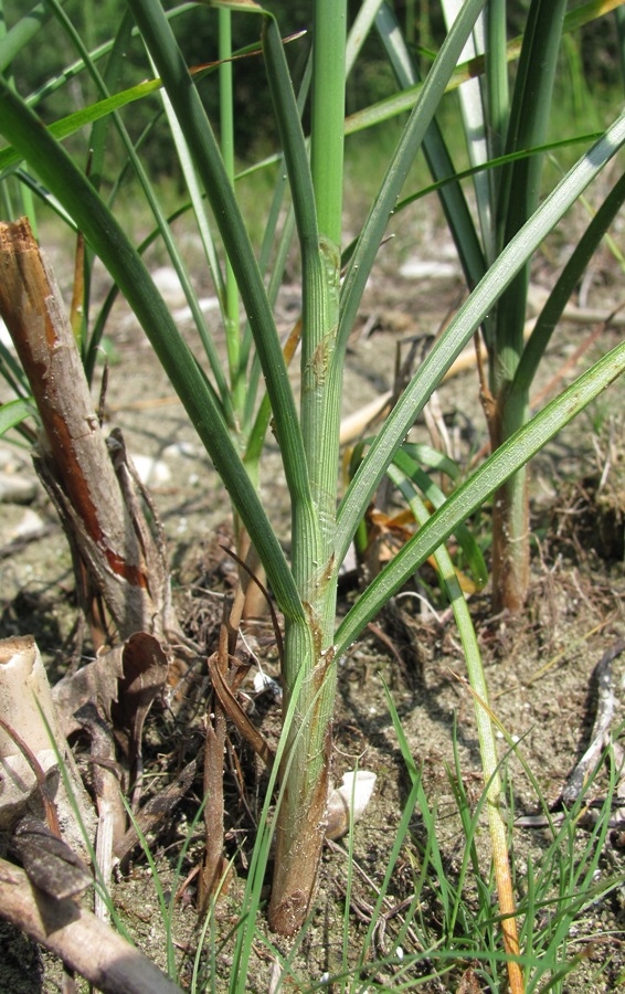 Image of Schoenoplectus lacustris specimen.