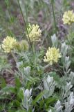 Oxytropis pilosa