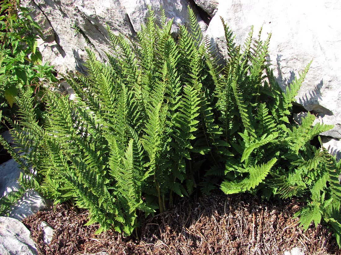 Image of Dryopteris villarii specimen.