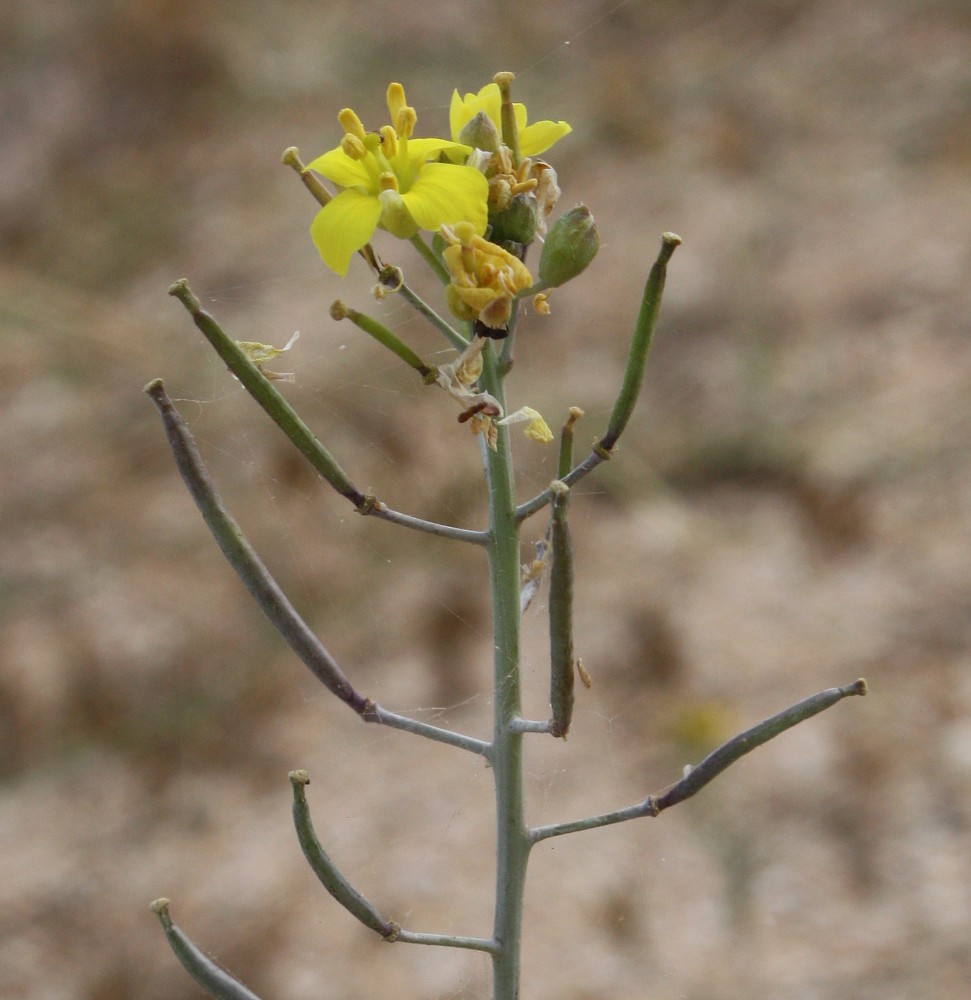 Image of Diplotaxis tenuifolia specimen.