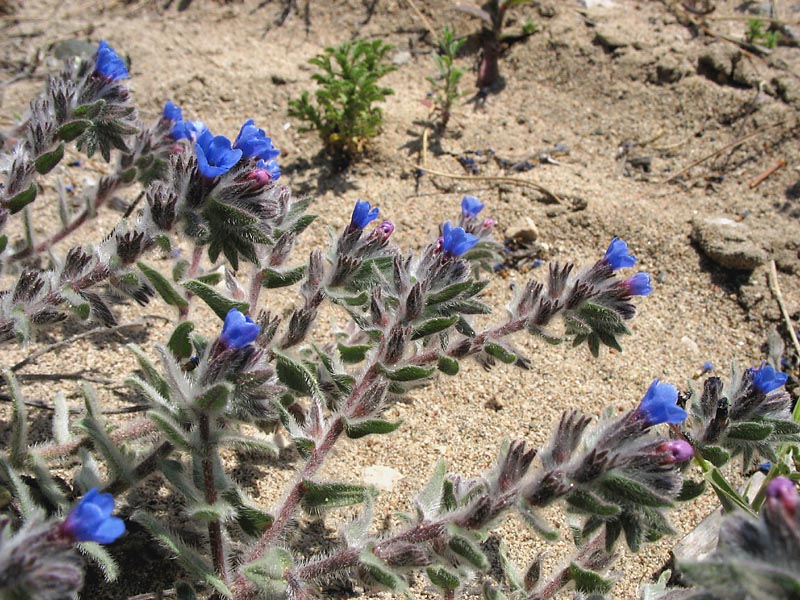 Image of Alkanna tinctoria specimen.