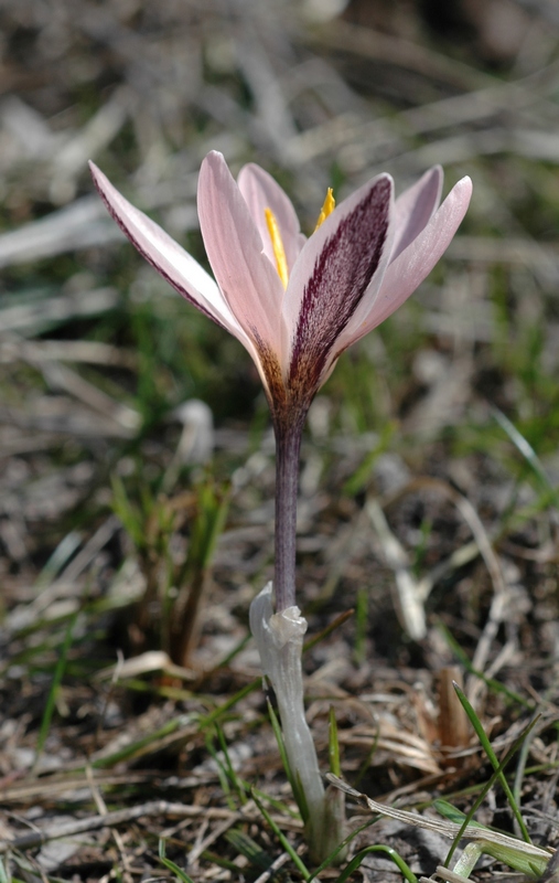 Image of Crocus alatavicus specimen.