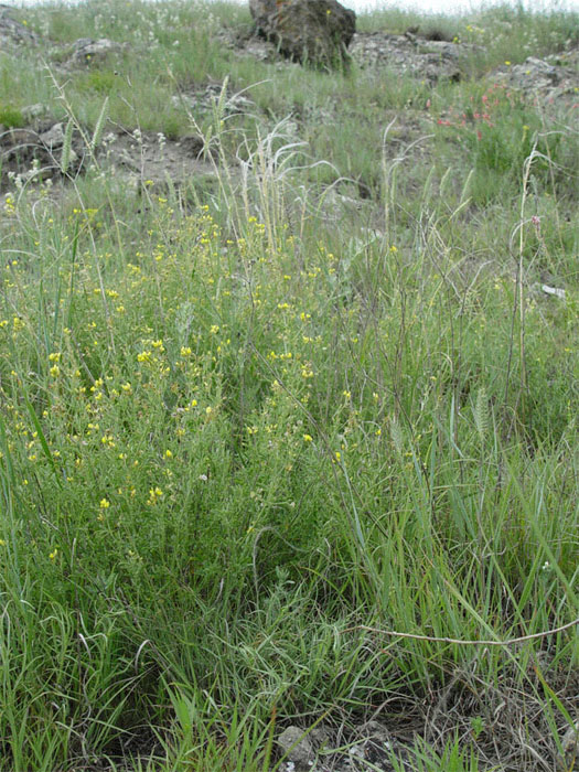 Image of Medicago cancellata specimen.