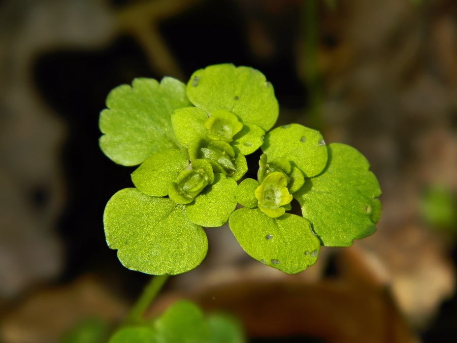 Изображение особи Chrysosplenium alternifolium.