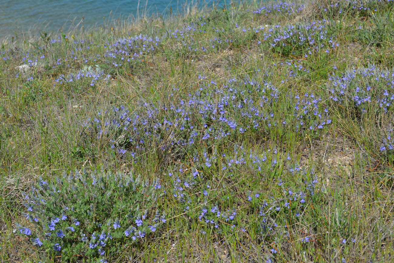 Image of Veronica capsellicarpa specimen.