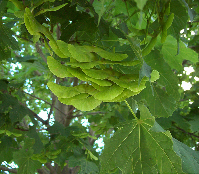 Image of Acer platanoides specimen.