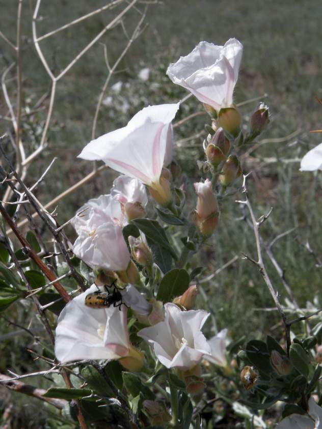 Изображение особи Convolvulus fruticosus.