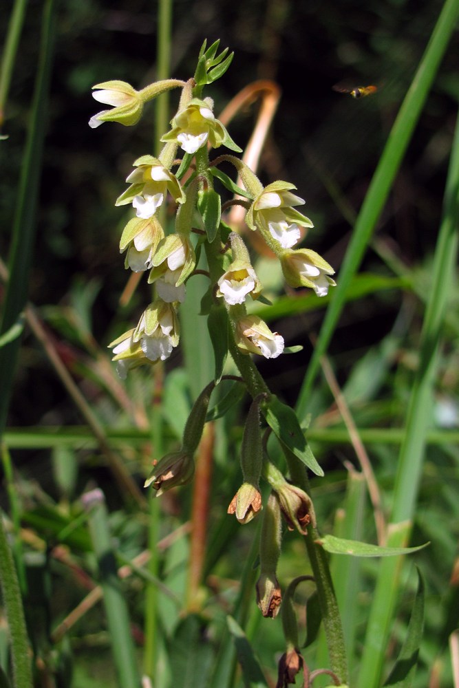 Изображение особи Epipactis palustris.