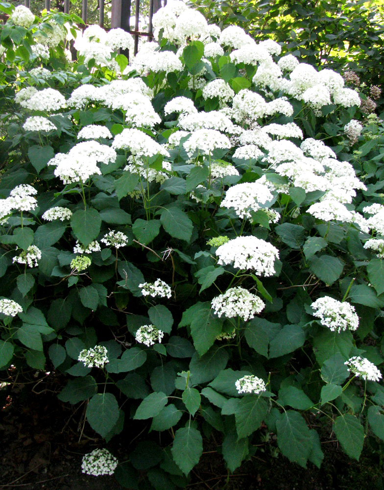 Image of Hydrangea arborescens specimen.