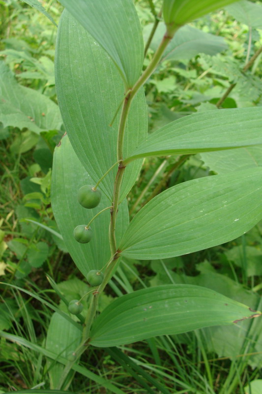 Изображение особи Polygonatum odoratum.