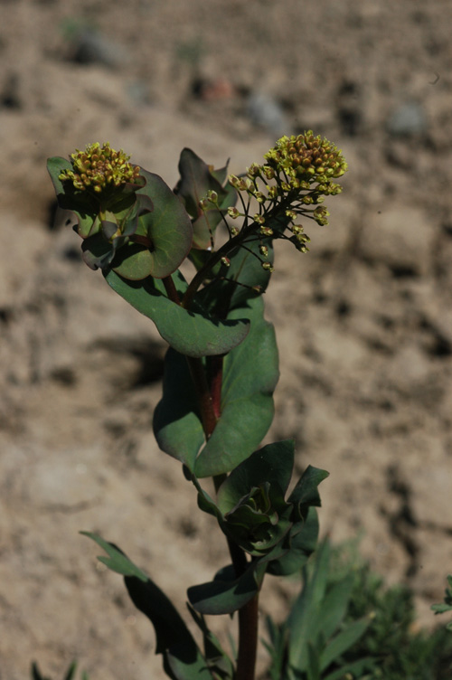 Изображение особи Lepidium perfoliatum.