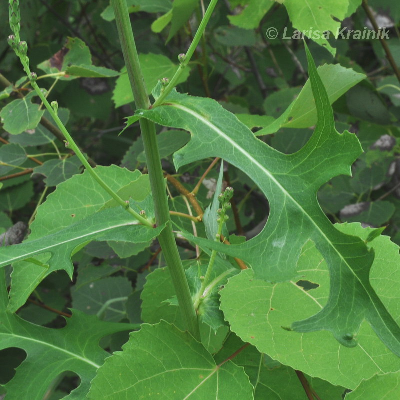 Изображение особи Lactuca indica.