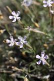 Silene guntensis