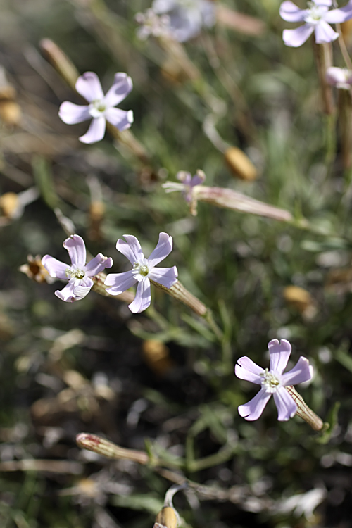 Изображение особи Silene guntensis.