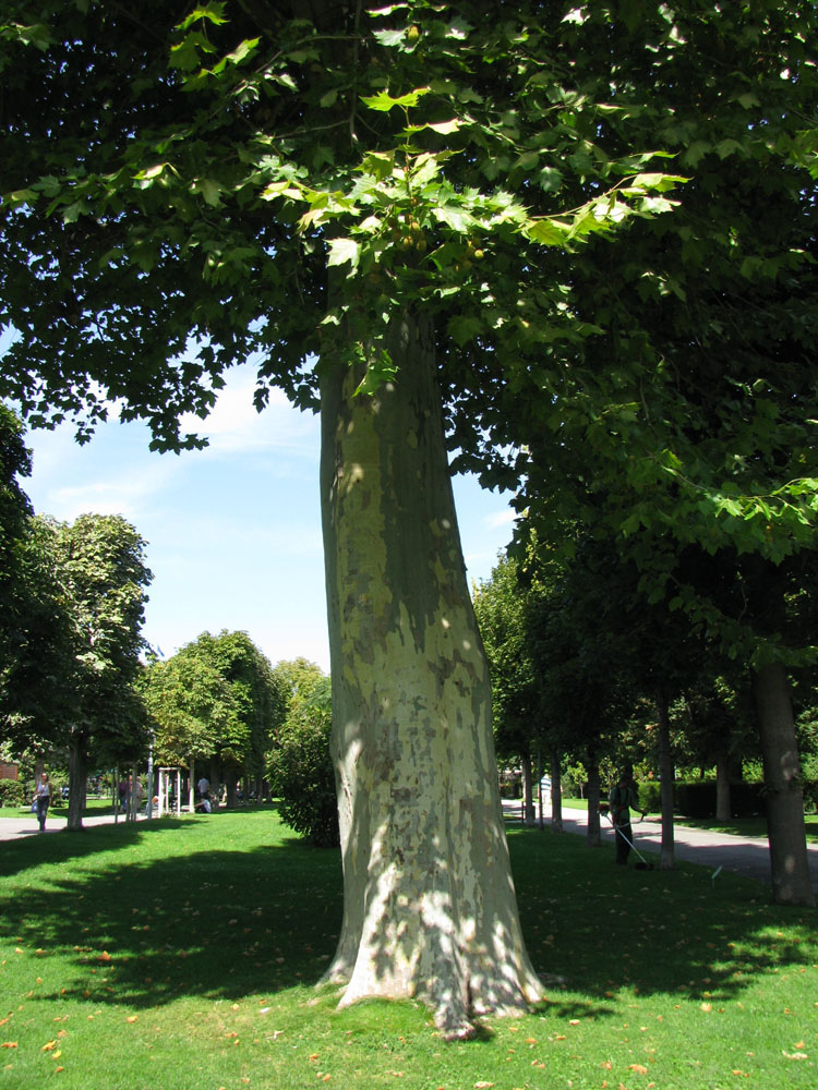 Изображение особи Platanus orientalis.