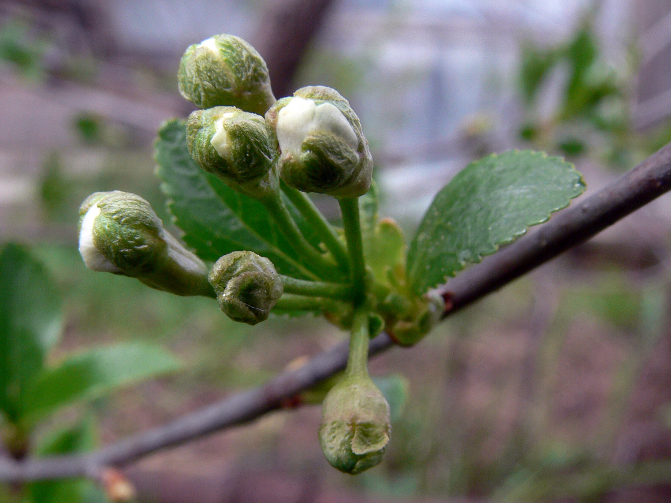 Изображение особи Cerasus vulgaris.