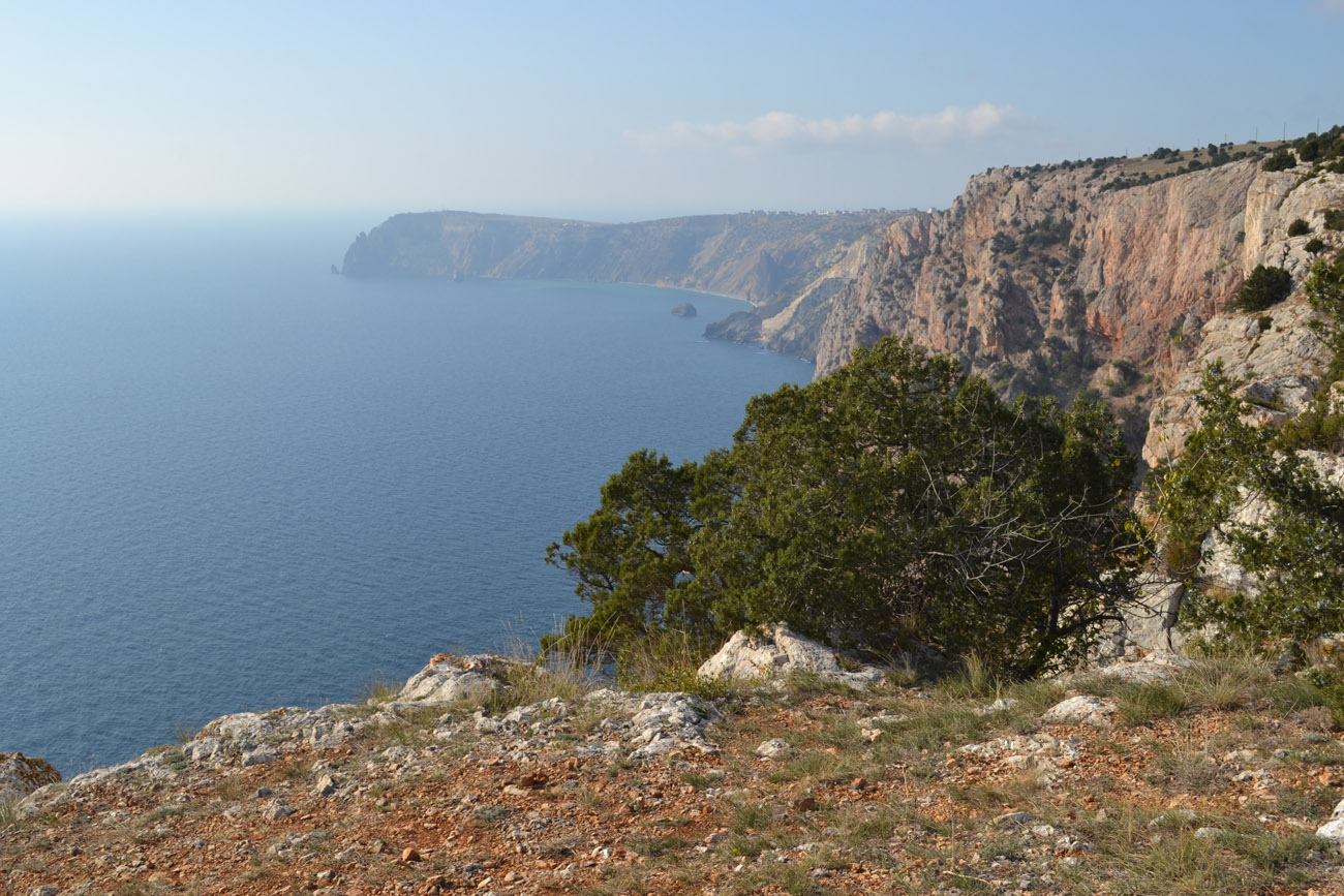 Image of Juniperus excelsa specimen.