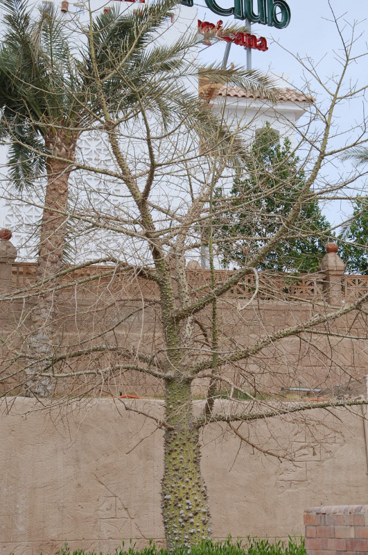 Изображение особи Ceiba speciosa.