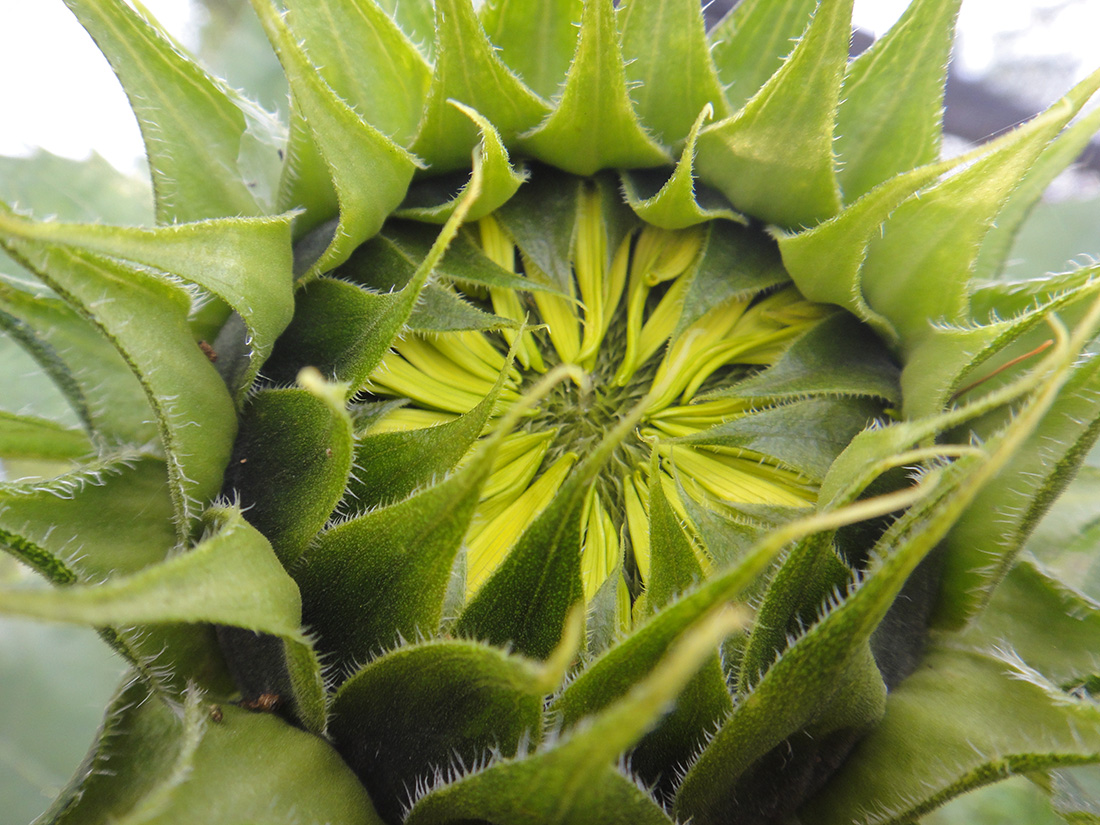 Image of Helianthus annuus specimen.