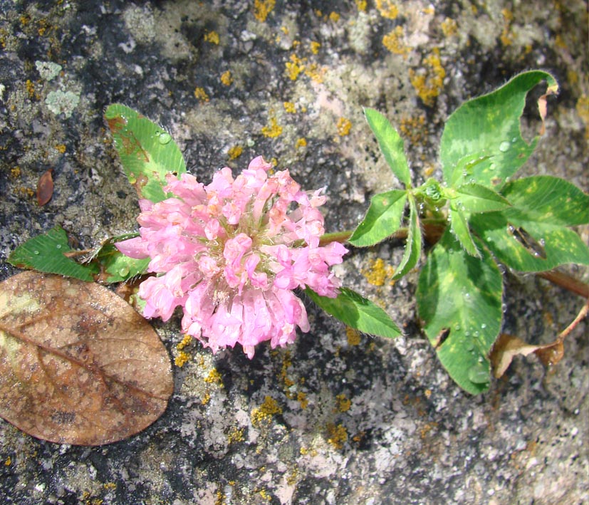 Image of Trifolium pratense specimen.