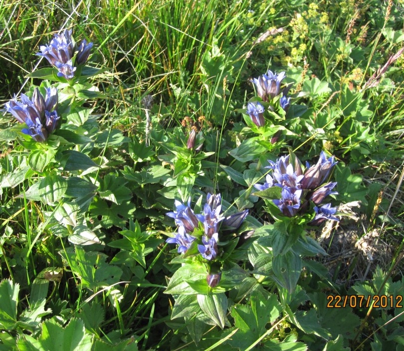 Image of Gentiana fischeri specimen.