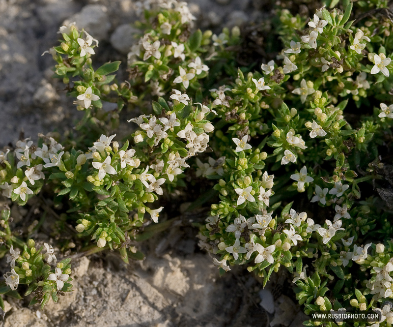 Изображение особи Galium humifusum.