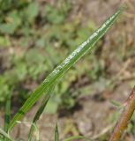 Salix viminalis. Лист. Украина, Запорожье, на ул. Леппика, в культуре. 05.05.2013.