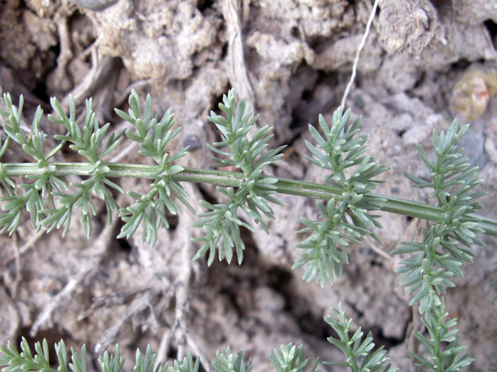 Image of Schrenkia golickeana specimen.