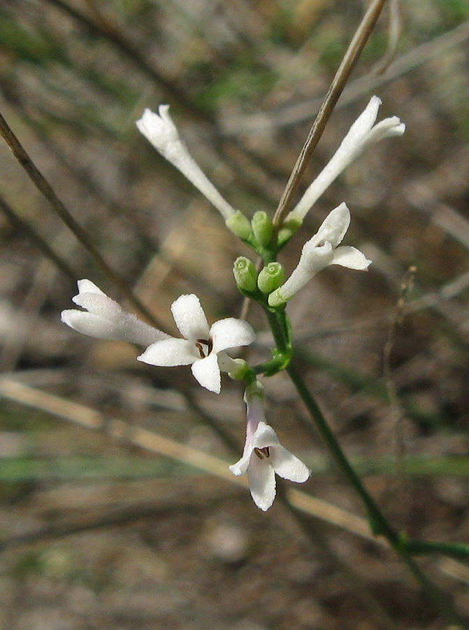 Image of Asperula tenella specimen.