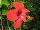 Hibiscus rosa-sinensis