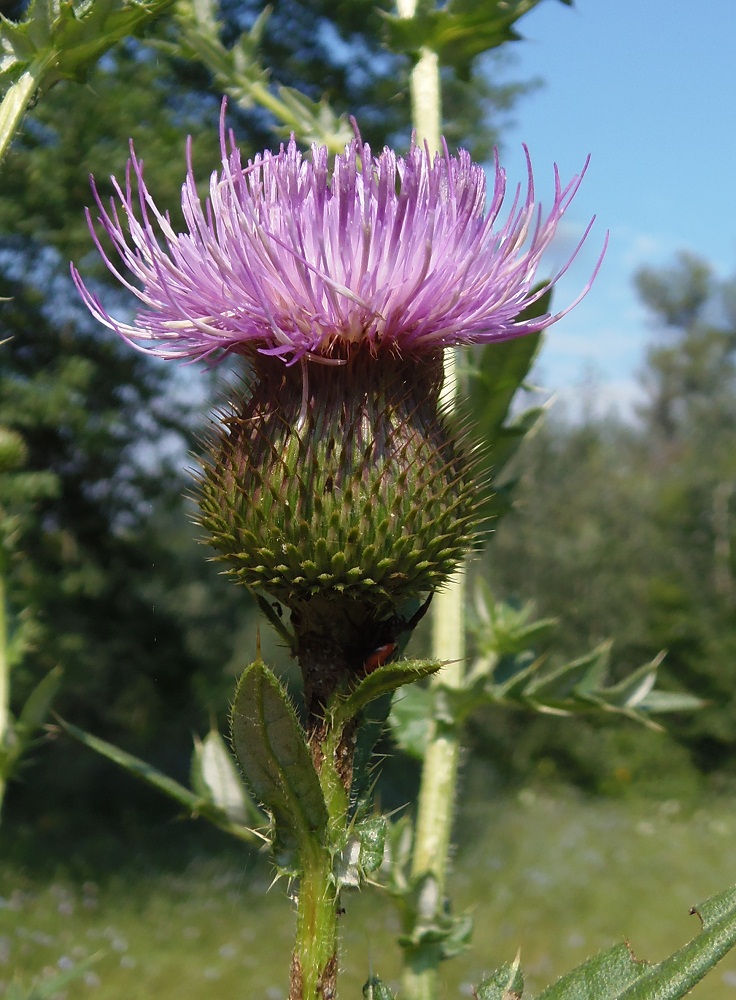 Image of Cirsium ukranicum specimen.