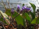 Limonium scoparium. Соцветие. Краснодарский край, м/о Анапа, окр. пос. Б. Утриш, остров с маяком, на пляже. 09.08.2013.