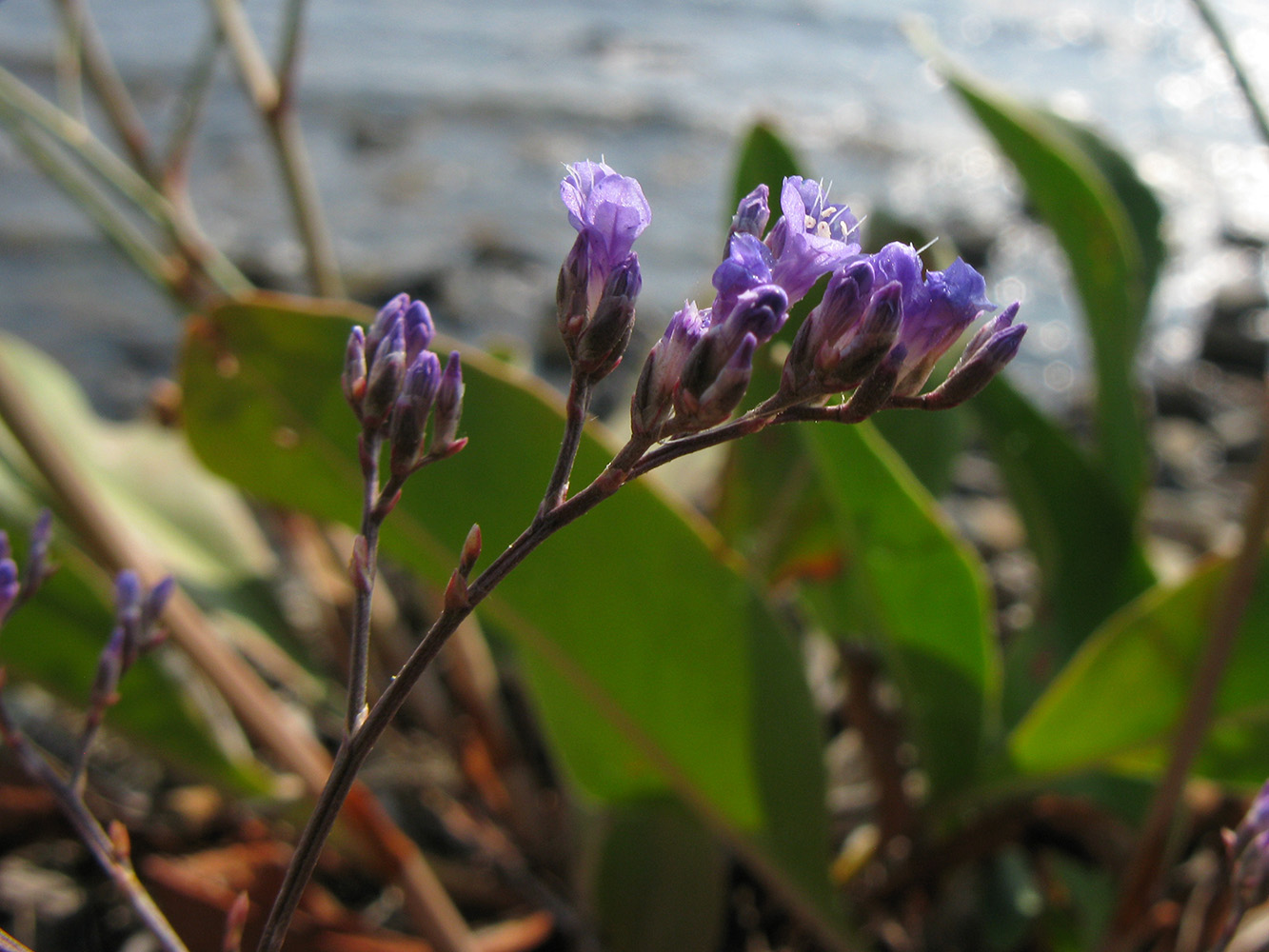 Изображение особи Limonium scoparium.