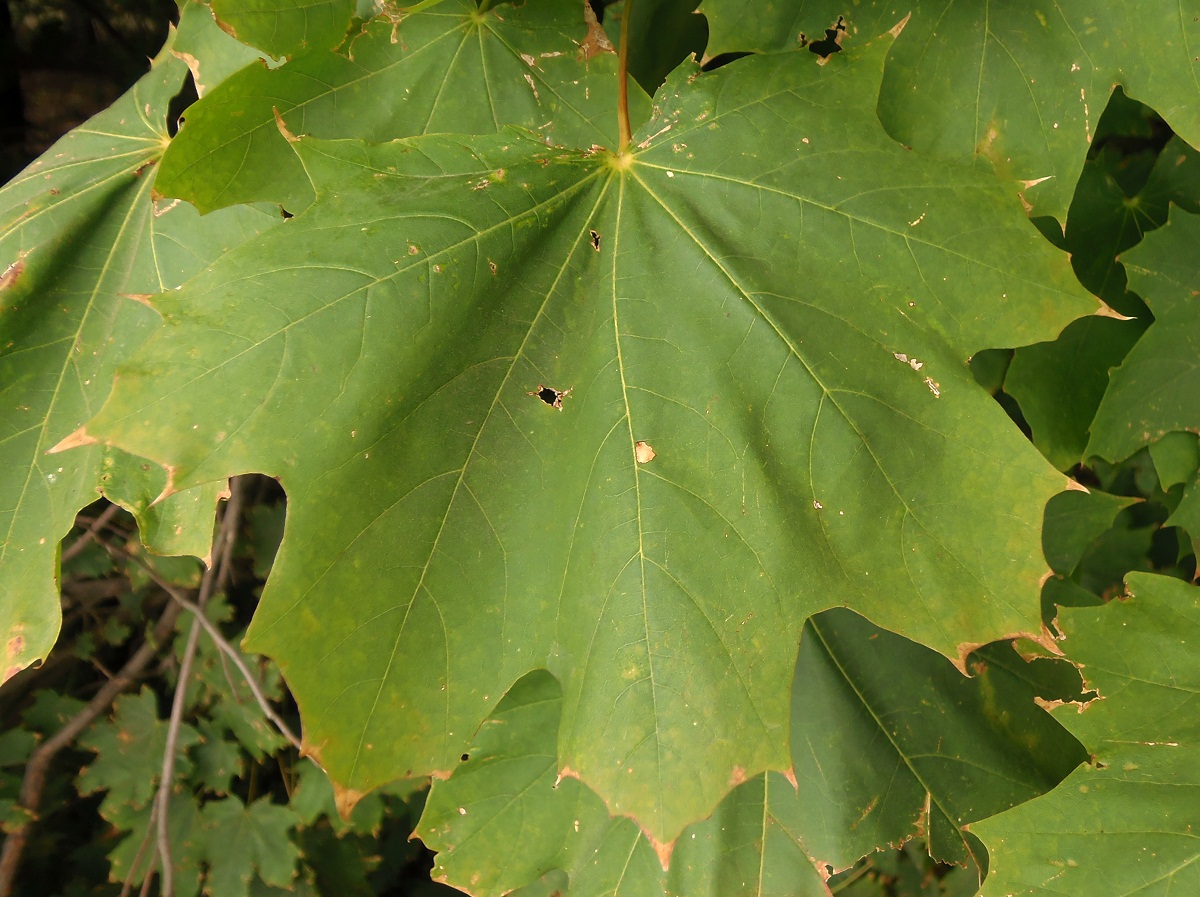 Image of Acer platanoides specimen.