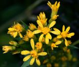 Solidago virgaurea. Соцветия в утренней росе. Московская обл., Раменский р-н, окр. ж.-д. платформы Хрипань, окраина поля. 11.07.2013.